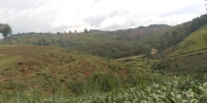 Des collines des anciennes communes de Mugongo-Manga et de Mukike complètement déboisées au profit de l’agriculture