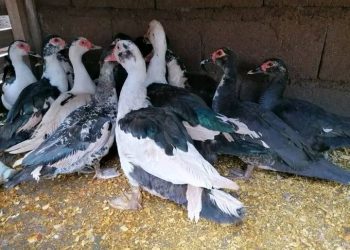 Ubworozi bw’imbata bukozwe neza buratanga inyungu kare