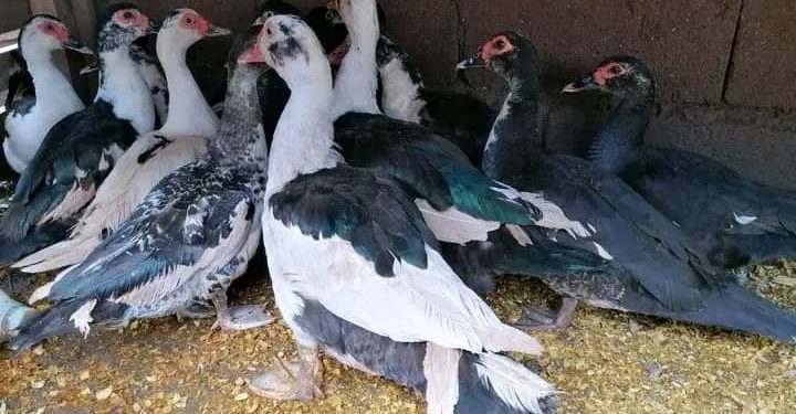 Ubworozi bw’imbata bukozwe neza buratanga inyungu kare