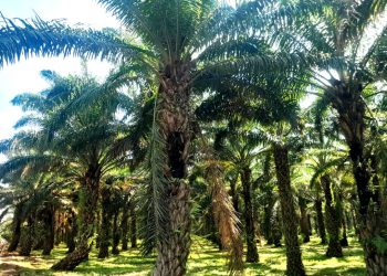 Quand la saison des pluies bouleverse le marché de l’huile de palme à Muzinda