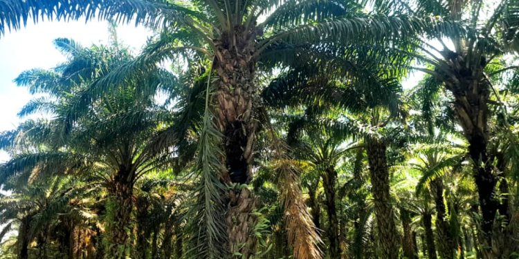 Quand la saison des pluies bouleverse le marché de l’huile de palme à Muzinda