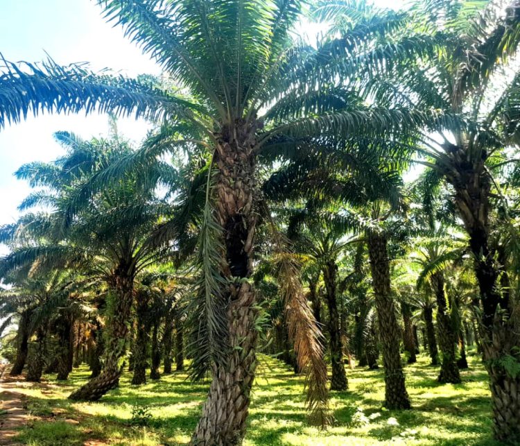 Quand la saison des pluies bouleverse le marché de l’huile de palme à Muzinda