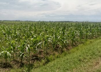 Agriculteurs de Rukaramu aux prises avec la pénurie de fertilisants