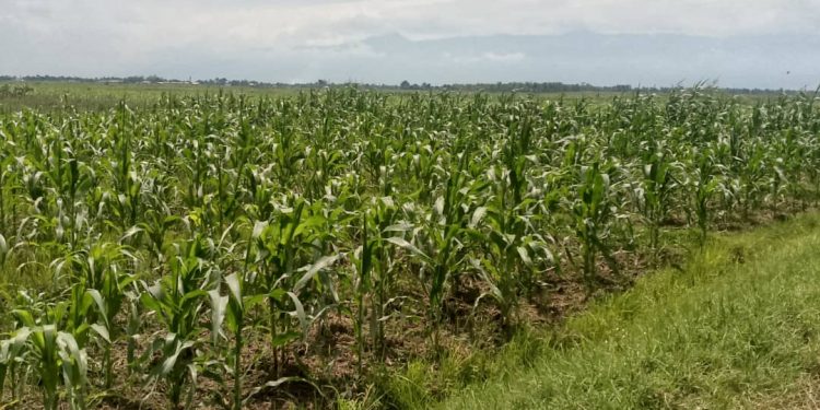 Agriculteurs de Rukaramu aux prises avec la pénurie de fertilisants