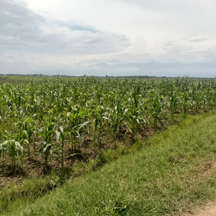 Agriculteurs de Rukaramu aux prises avec la pénurie de fertilisants