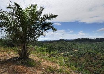 Burundi : protéger les cultures vivrières face aux palmiers à huile