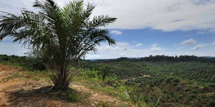 Burundi : protéger les cultures vivrières face aux palmiers à huile