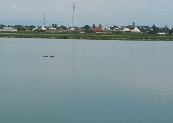 Buterere II : des hippopotames installés dans des bassins d’eaux usées
