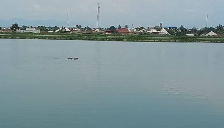 Buterere II : des hippopotames installés dans des bassins d’eaux usées
