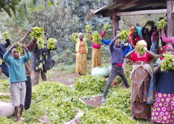 Thé à petit prix : les producteurs de Rwibaga peinent à joindre les deux bouts