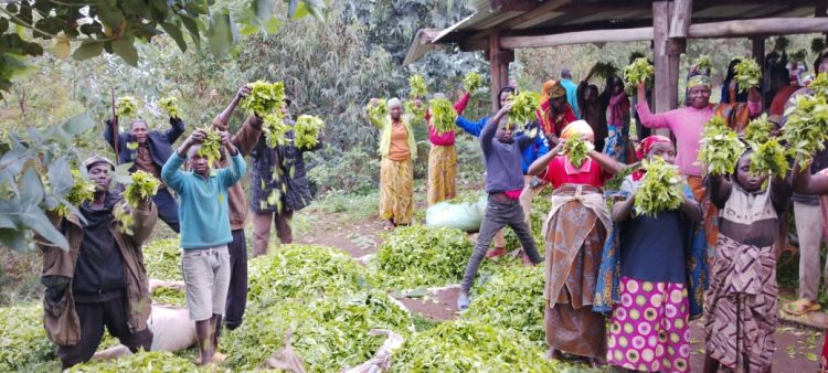 Thé à petit prix : les producteurs de Rwibaga peinent à joindre les deux bouts