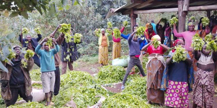 Thé à petit prix : les producteurs de Rwibaga peinent à joindre les deux bouts