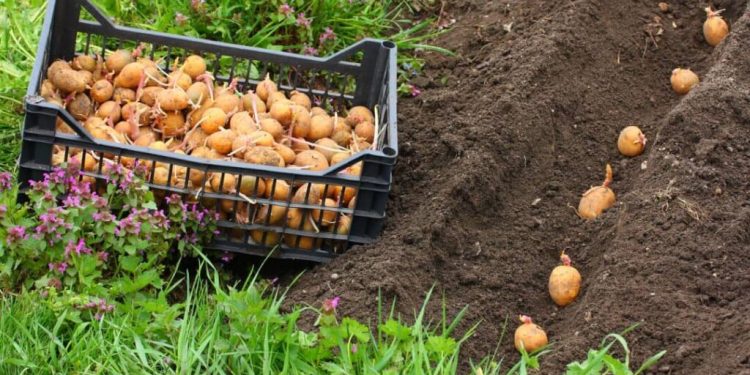 Burunga : les agriculteurs dénoncent le manque d’accès aux semences améliorées
