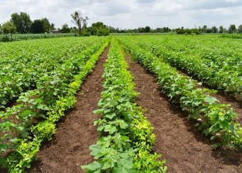 Matongo : une technique agricole innovante pour produire plus sur de petites surfaces