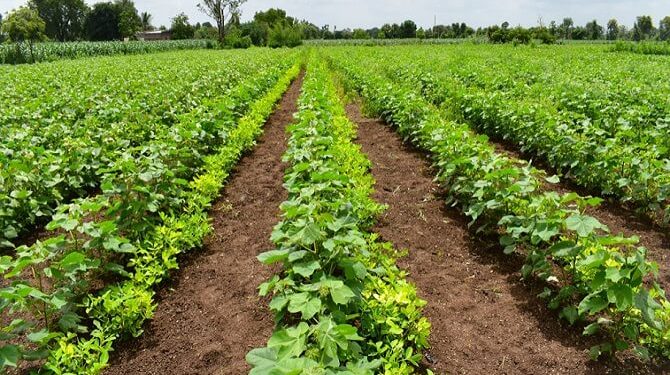 Matongo : une technique agricole innovante pour produire plus sur de petites surfaces