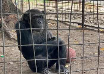 Bujumbura : un chimpanzé s’évade du Musée Vivant après des explosions