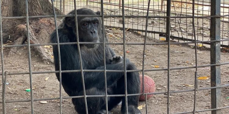 Bujumbura : un chimpanzé s’évade du Musée Vivant après des explosions