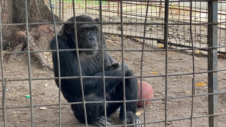 Bujumbura : un chimpanzé s’évade du Musée Vivant après des explosions