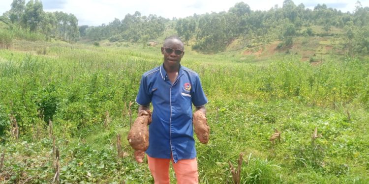 Matongo : une technique agricole innovante pour produire plus sur de petites surfaces