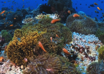 Communauté de destin pour l’océan : une réponse aux crises environnementales et géopolitiques