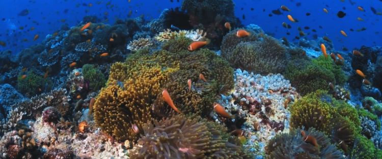 Communauté de destin pour l’océan : une réponse aux crises environnementales et géopolitiques