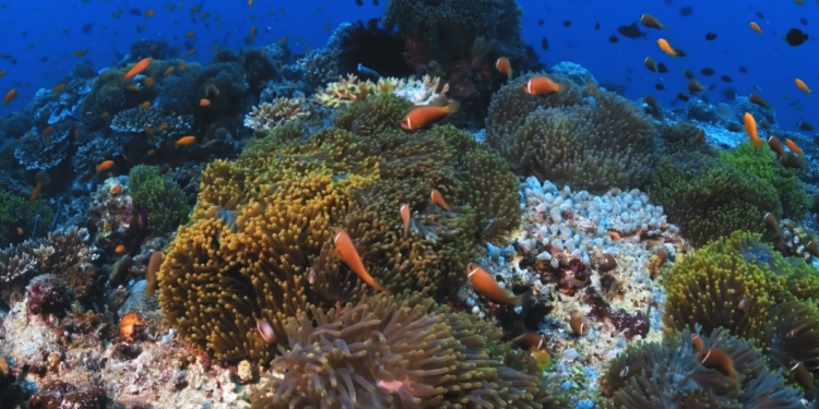 Communauté de destin pour l’océan : une réponse aux crises environnementales et géopolitiques