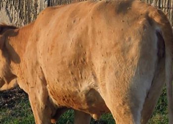 Buringa: la fièvre aphteuse et la dermatose nodulaire menacent les bovins