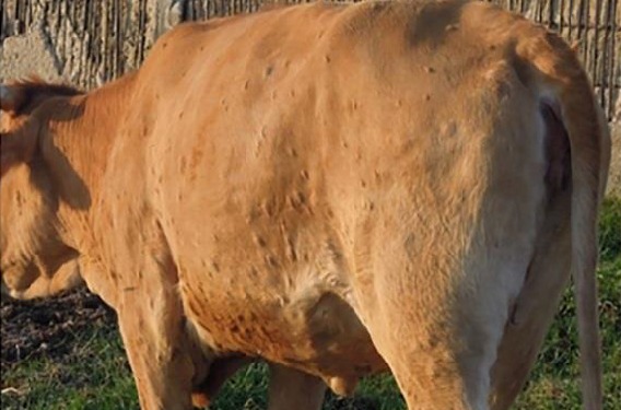 Buringa: la fièvre aphteuse et la dermatose nodulaire menacent les bovins