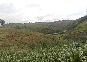 Deforestation a Rwibaga