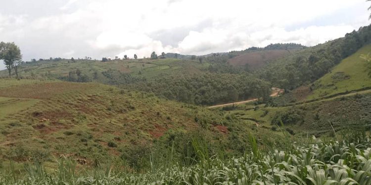 Deforestation a Rwibaga