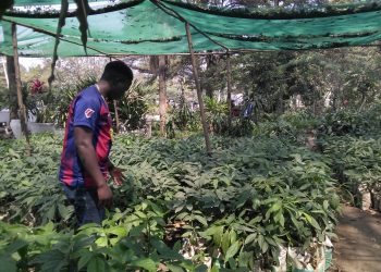 Vers la multiplication des plants fruitiers par greffage dans la ville de Bujumbura