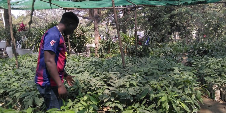 Vers la multiplication des plants fruitiers par greffage dans la ville de Bujumbura