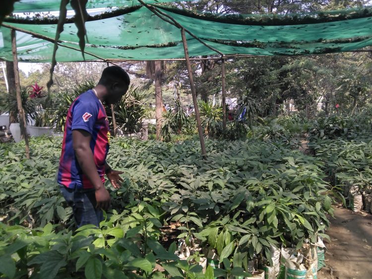 Vers la multiplication des plants fruitiers par greffage dans la ville de Bujumbura