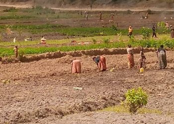 Kayanza : les agriculteurs demandent une solution durable à la pénurie d’engrais