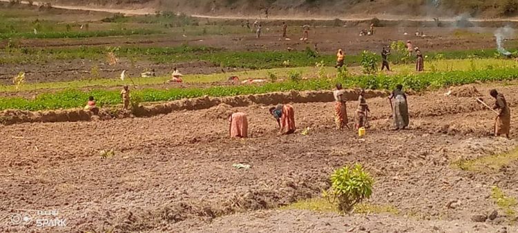 Kayanza : les agriculteurs demandent une solution durable à la pénurie d’engrais