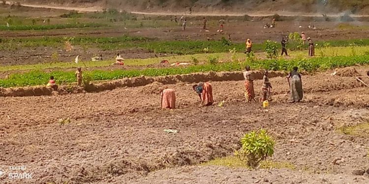 Kayanza : les agriculteurs demandent une solution durable à la pénurie d’engrais