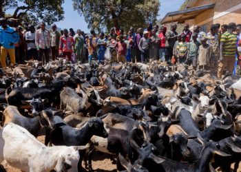 Ruyigi : 200 chèvres distribuées à des coopératives proches d’un camp de réfugiés congolais