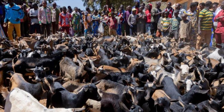 Ruyigi : 200 chèvres distribuées à des coopératives proches d’un camp de réfugiés congolais