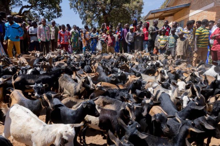 Ruyigi : 200 chèvres distribuées à des coopératives proches d’un camp de réfugiés congolais