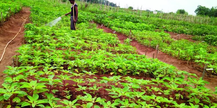 À Nyabiraba, la sécheresse pousse les agriculteurs à porter l’eau pour sauver leurs cultures